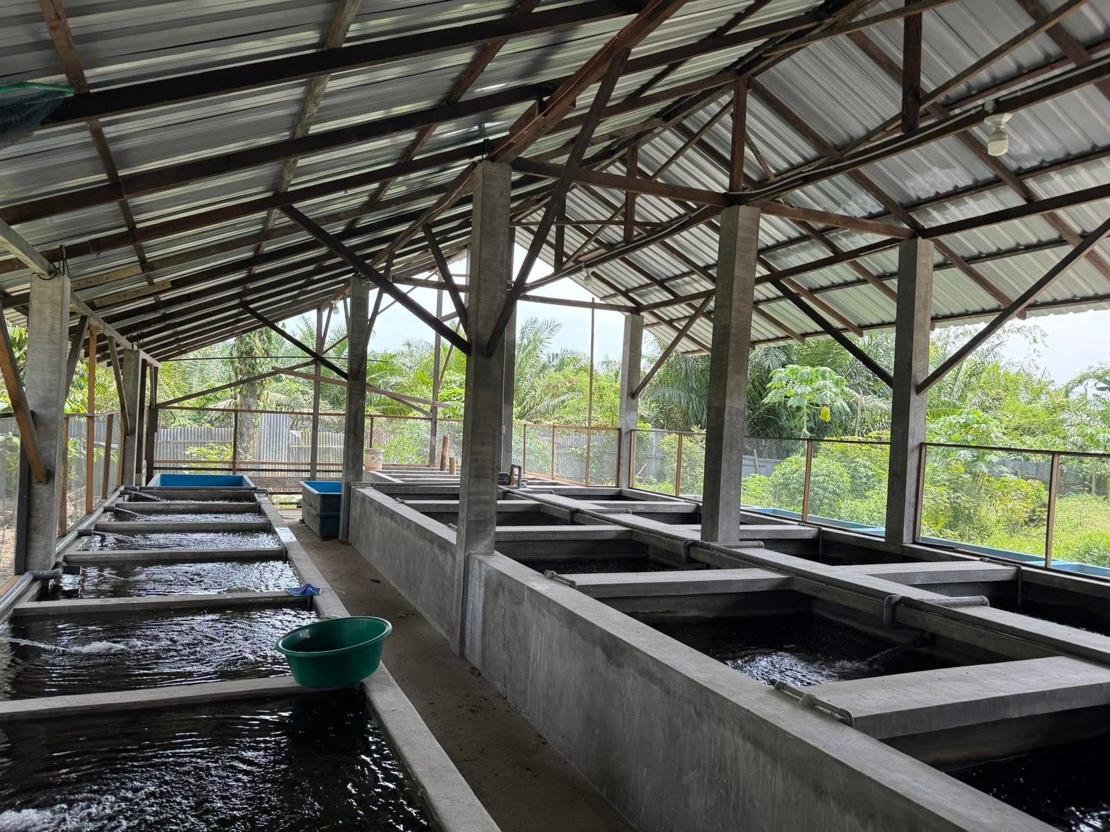 Current operations at Sui Fish Farm