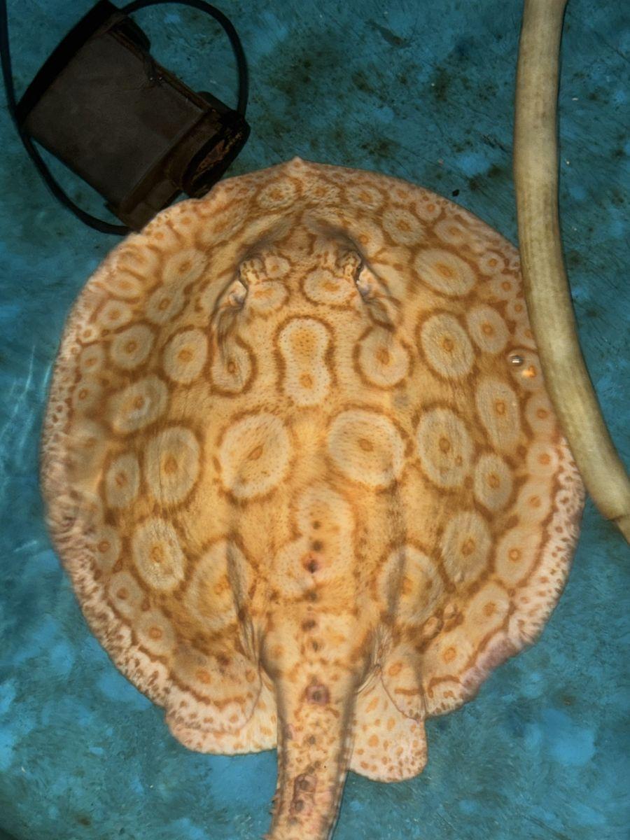 Freshwater stingray at Sui Fish Farm