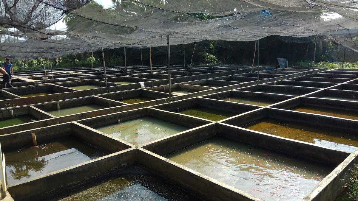 Breeding grid tanks at Sui Fish Farm facility