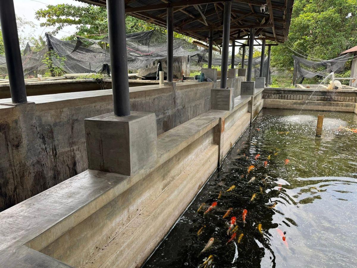 Koi pond at Sui Fish Farm