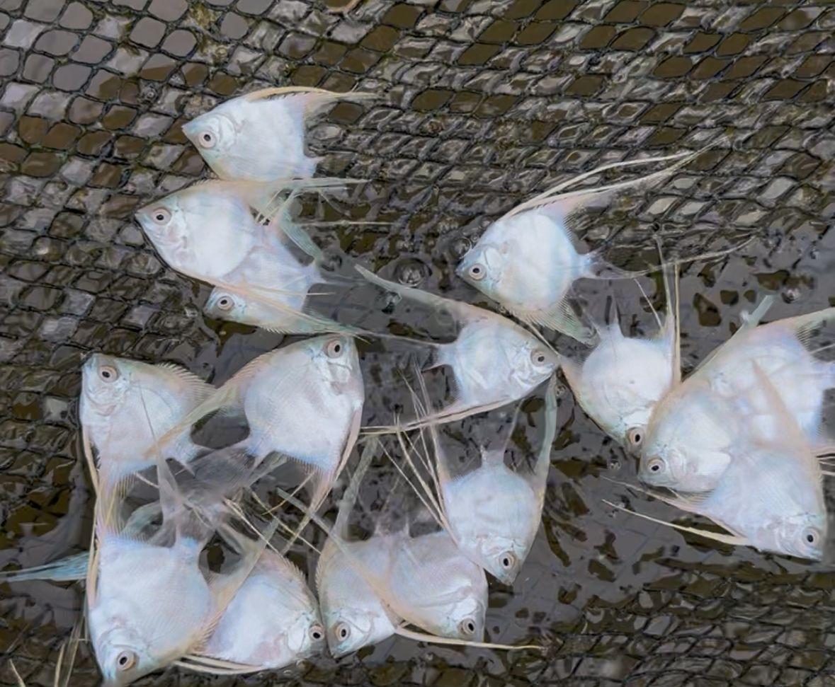 Angelfish ornamental fish