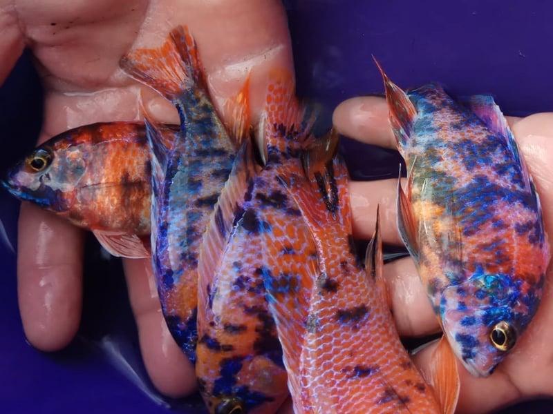 Cichlid ornamental fish