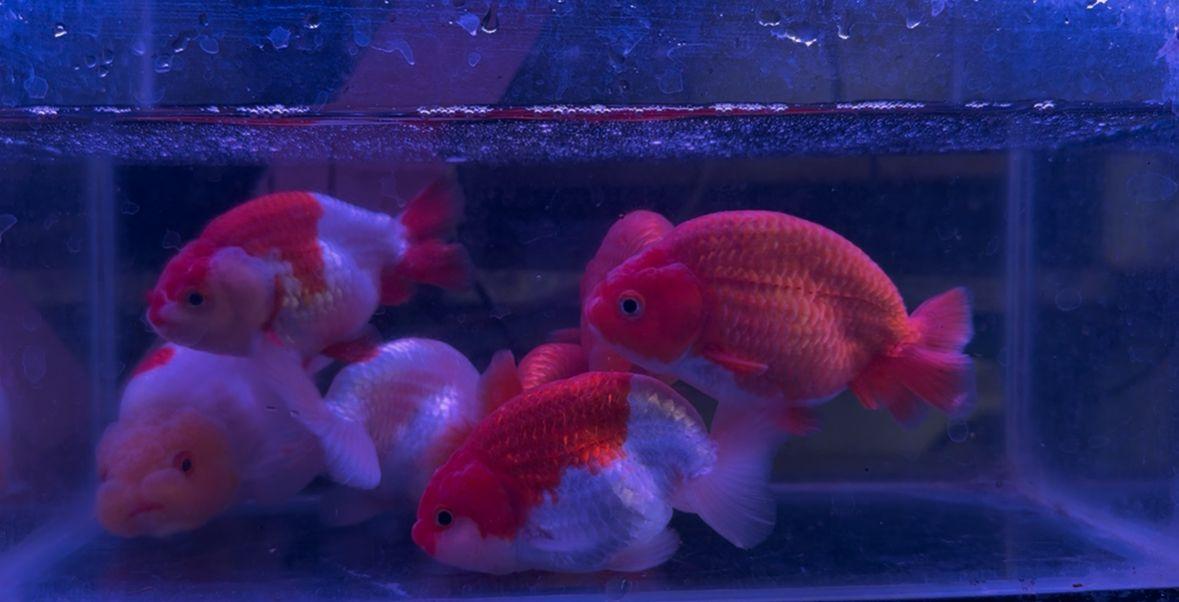 Goldfish ornamental fish