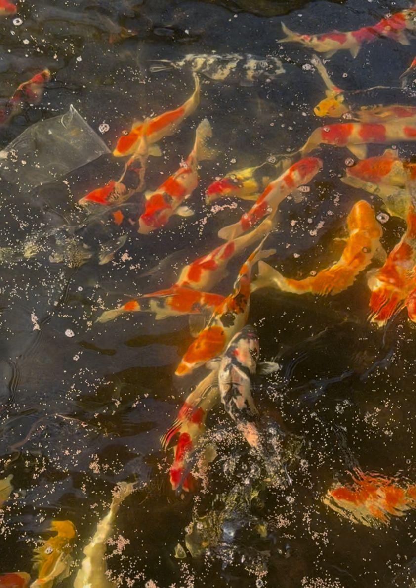Koi ornamental fish