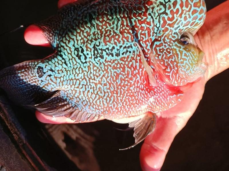 Louhan ornamental fish