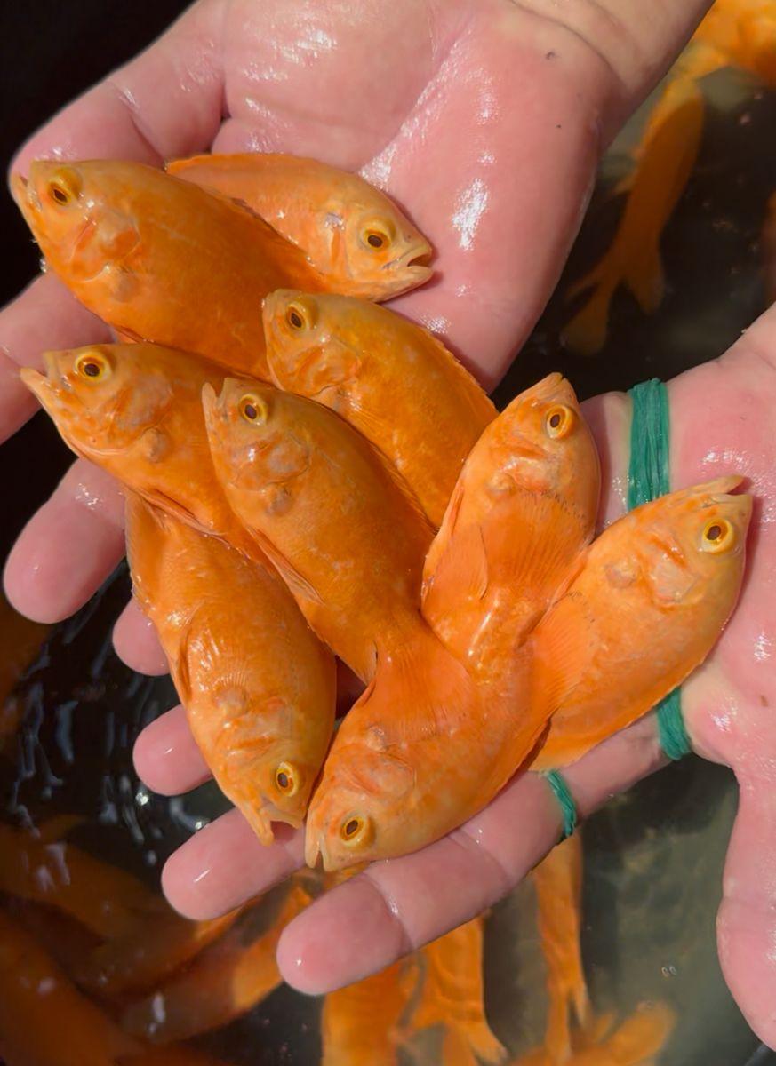 Oscar ornamental fish