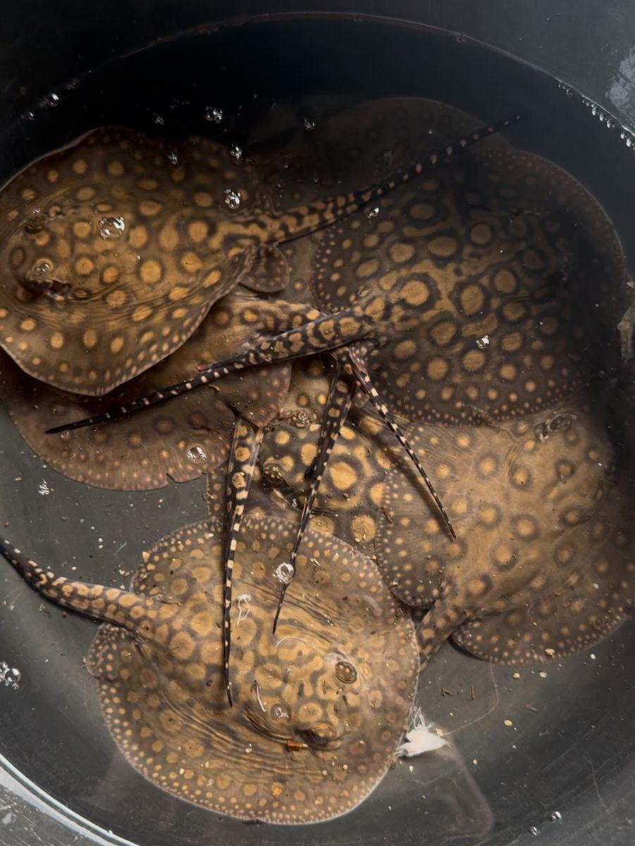 Stingray ornamental fish