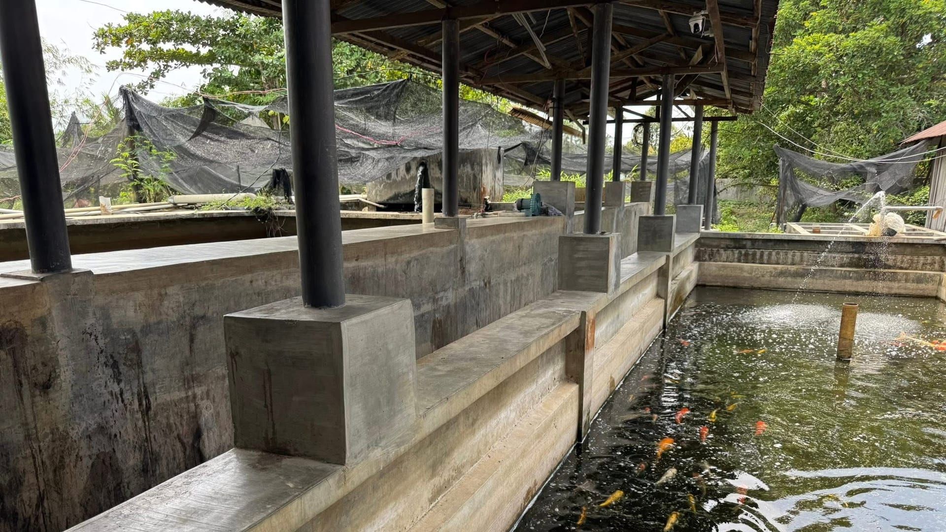 Koi swimming in a concrete heritage pond at Sui Fish Farm
