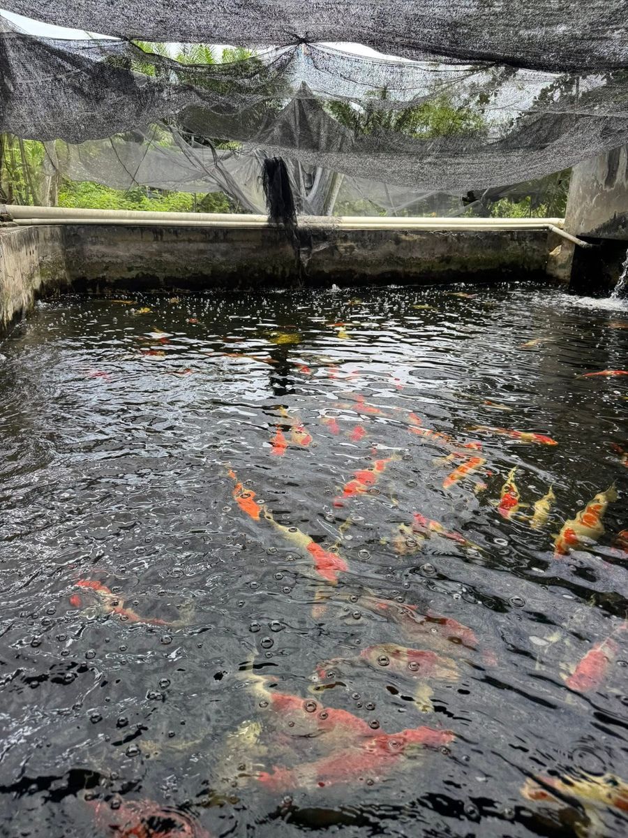 Colorful koi swimming in a concrete breeding pond at Sui Fish Farm