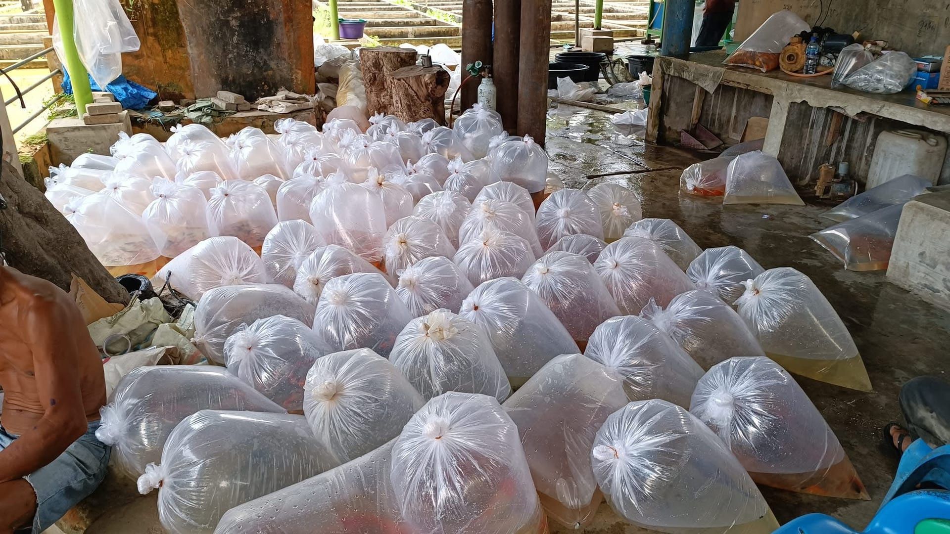 Fish packed in oxygenated bags ready for partner-store distribution