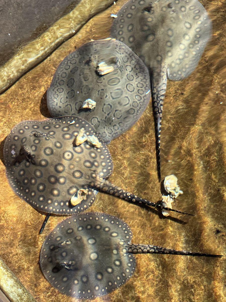 Stingray pattern development